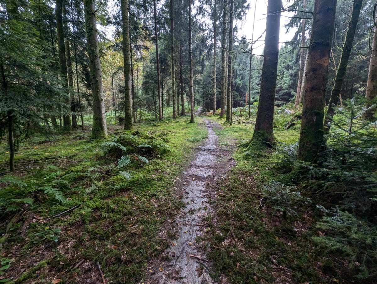 Waldweg Richtung Huttwil