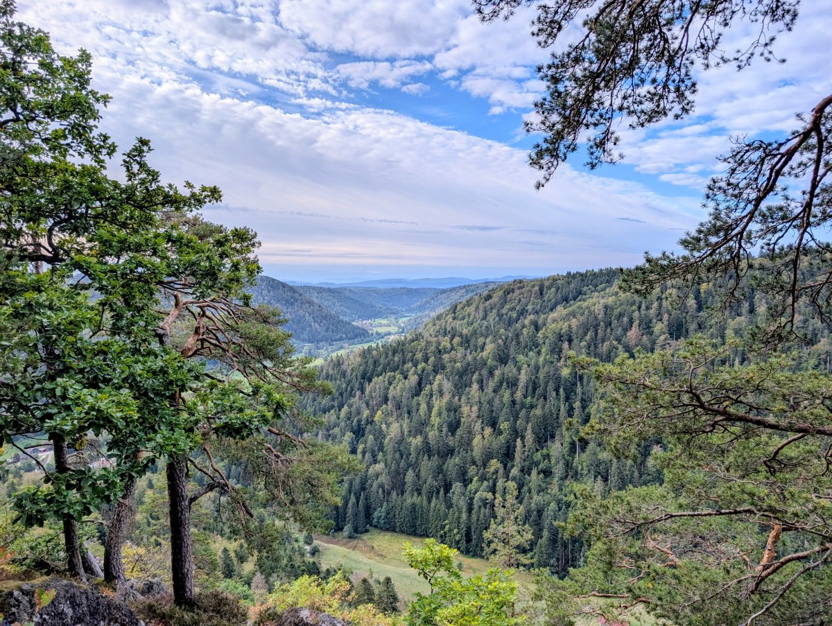 Verussziit | Die Heimkehr via Schwarzwald